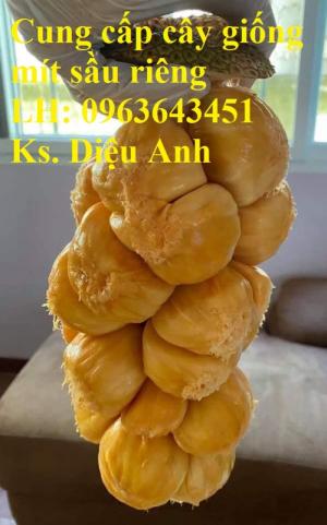 Cung cấp cây giống mít sầu riêng, giống cây mít tố nữ sầu riêng nhập khẩu chu