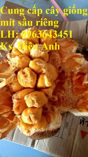 Cung cấp cây giống mít sầu riêng, giống cây mít tố nữ sầu riêng nhập khẩu chu