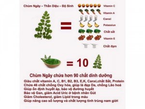 Bột Sinh Tố Rau Chùm Ngây
