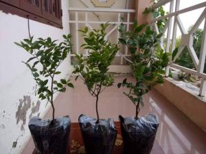 Mua nho Thân gỗ ở đâu mới chuẩn chất lượng cây giống ?