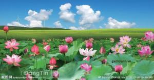 Tranh gạch 3d - tranh hoa sen - SL90