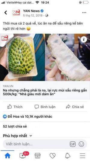 Cung cấp cây giống na sầu riêng khổng lồ nhập khẩu chuẩn, uy tín, giao toàn