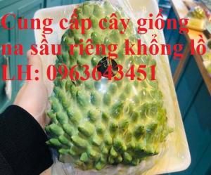 Cung cấp cây giống na sầu riêng khổng lồ nhập khẩu chuẩn, uy tín, giao toàn