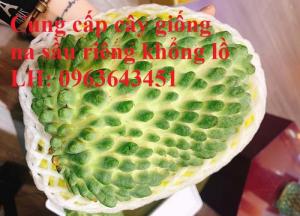 Cung cấp cây giống na sầu riêng khổng lồ nhập khẩu chuẩn, uy tín, giao toàn