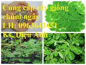 Cung cấp cây giống bò khai, cây giống chùm ngây, cây giống bồ kết số lượng lớ