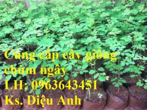 Cung cấp cây giống bò khai, cây giống chùm ngây, cây giống bồ kết số lượng lớ