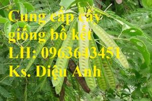 Cung cấp cây giống bò khai, cây giống chùm ngây, cây giống bồ kết số lượng lớ
