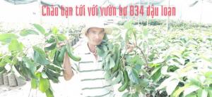 Giống bơ 034 đầu dòng dậu loan - vườn nguồn gốc bơ 034 việt nam