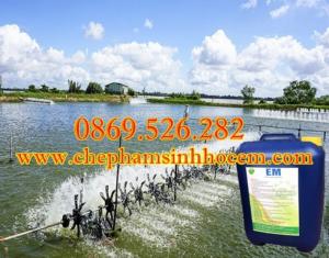 Chế phẩm sinh học EM ứng dụng trong nuôi trồng thủy sản