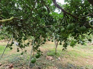 Bưởi da xanh đang bông đang trái
