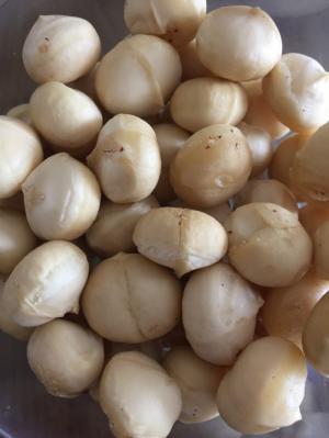 Nguyên Bảo Hạt Mắc Ca DakLak