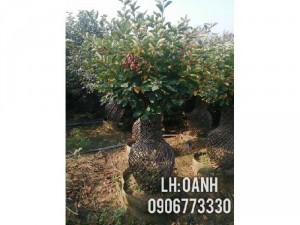 Táo mỹ đủ kích cỡ, nhiều dáng,