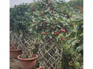 Táo mỹ đủ kích cỡ, nhiều dáng,