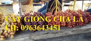 Cung cấp cây giống chà là đỏ, cây giống chà là vàng, chà là cấy mô nhập khẩu