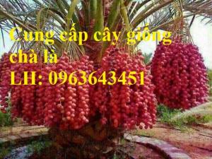 Cung cấp cây giống chà là đỏ, cây giống chà là vàng, chà là cấy mô nhập khẩu