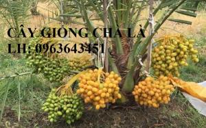 Cung cấp cây giống chà là đỏ, cây giống chà là vàng, chà là cấy mô nhập khẩu