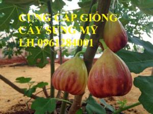 Cây Sung Mỹ, Sung Đường, Sung Mỹ Camy, Kỹ Thuật Trồng Cây Sung Mỹ