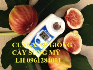 Cây Sung Mỹ, Sung Đường, Sung Mỹ Camy, Kỹ Thuật Trồng Cây Sung Mỹ