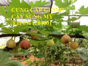 Cây Sung Mỹ, Sung Đường, Sung Mỹ Camy, Kỹ Thuật Trồng Cây Sung Mỹ