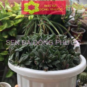 Sen đá cỏ tím chậu đại