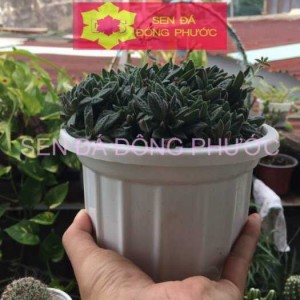 Sen đá cỏ tím chậu đại