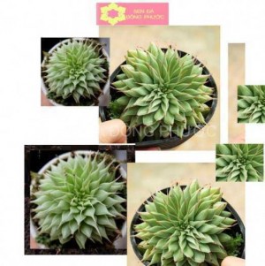 Sen đá kim size từ 5 cm đến 7cm