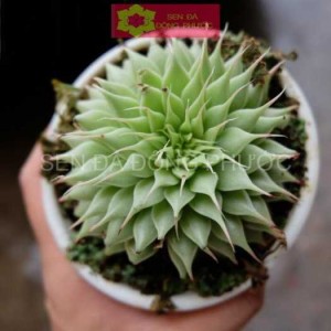 Sen đá kim size từ 5 cm đến 7cm