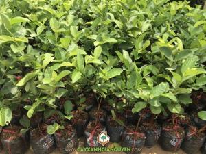 Cây Ổi Không Hạt