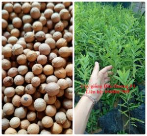 Giống đàn hương trắng Ấn Độ, đàn hương Ấn Độ chất lượng cao