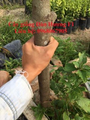 Giống đàn hương trắng Ấn Độ, đàn hương Ấn Độ chất lượng cao