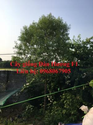 Giống đàn hương trắng Ấn Độ, đàn hương Ấn Độ chất lượng cao