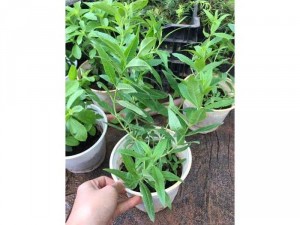 Bạc hà sả chanh Lemon Verbena