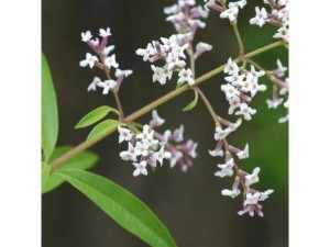 Bạc hà sả chanh Lemon Verbena