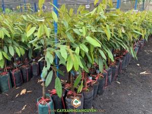 Cây Sầu Riêng Musang King