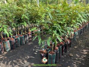 Cây Sầu Riêng Musang King