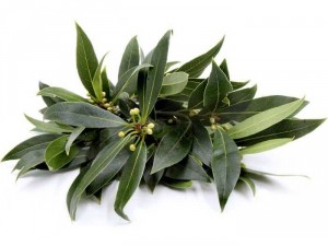 Nguyệt quế ( Bay leaf )