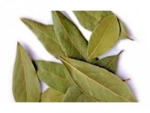 Nguyệt quế ( Bay leaf )