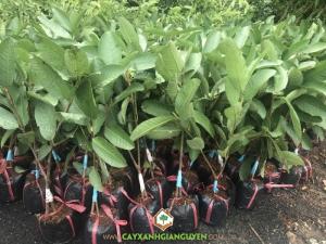 Cây Ổi Tân Châu Ruột Đỏ