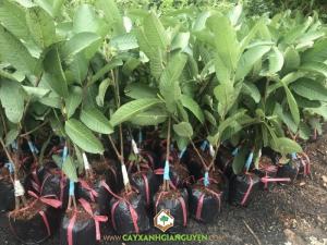 Cây Ổi Tân Châu Ruột Đỏ