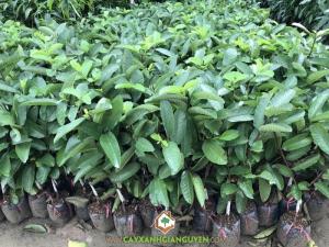 Cây Ổi Tân Châu Ruột Đỏ