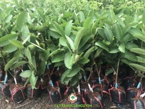 Cây Ổi Tân Châu Ruột Đỏ