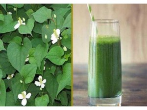 BỘT LÁ DIẾP CÁ