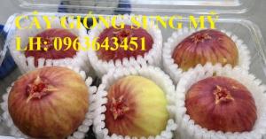 Địa chỉ cung cấp cây giống sung Mỹ, giống sung Mỹ Camy chiết cành chuẩn, số l