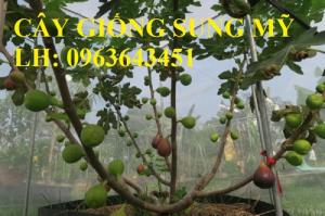 Địa chỉ cung cấp cây giống sung Mỹ, giống sung Mỹ Camy chiết cành chuẩn, số l