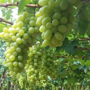 Cây giống nho xanh ninh thuận