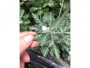 Cúc thân gỗ đột biến lá bạc