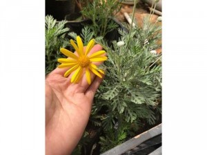 Cúc thân gỗ đột biến lá bạc