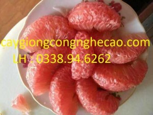 Cung cấp cây giống: Bưởi TIến Vua ( Bưởi Đỏ Luận Văn )