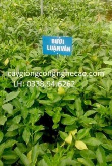 Cung cấp cây giống: Bưởi TIến Vua ( Bưởi Đỏ Luận Văn )