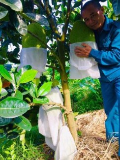 Túi vải bao trái mít giá rẻ